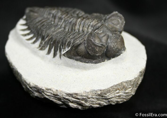 Bug Eyed Coltraneia (Treveropyge) Trilobite #1517